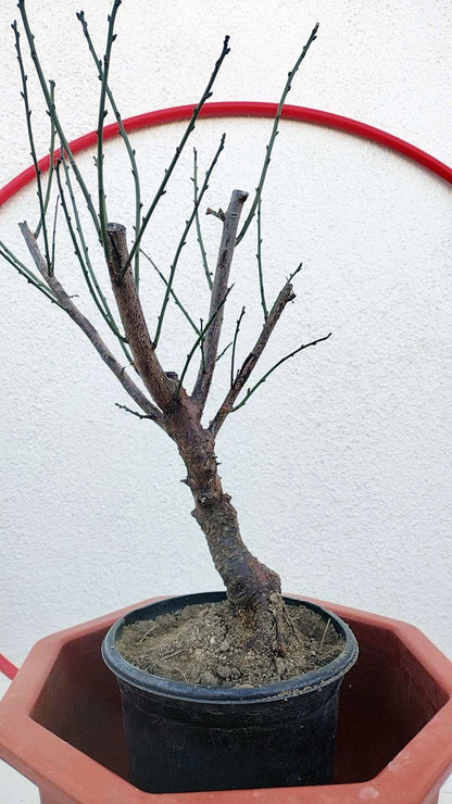 Rare 'Nan Jade' Japanese Apricot Bonsai (Prunus mume)–8+ Year Old with Buds