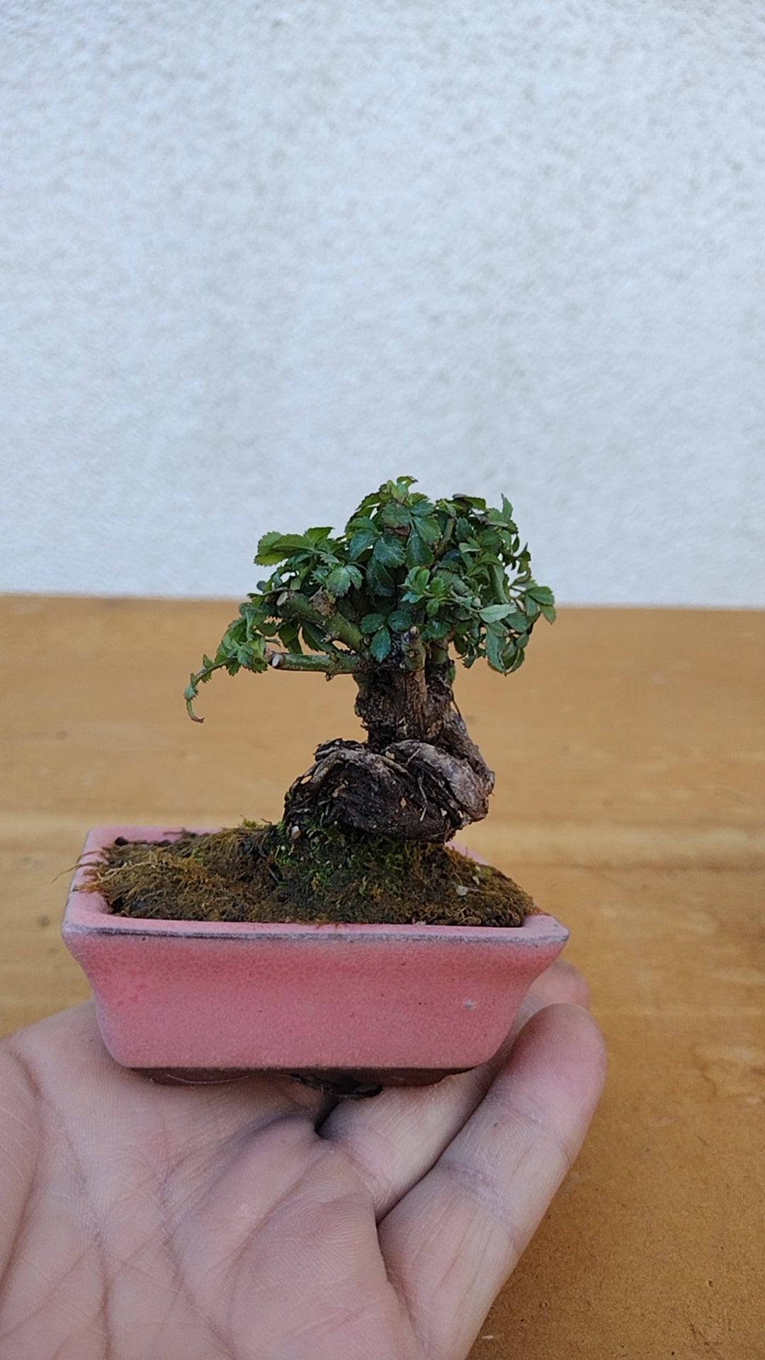 Mini cute Ji Rose with Bonsai pot 姬蔷薇 迷你可爱盆景 Bonsai Live Green Bonsai Tree Indoor outdoor Gardening Live Houseplant Home Decor Gift