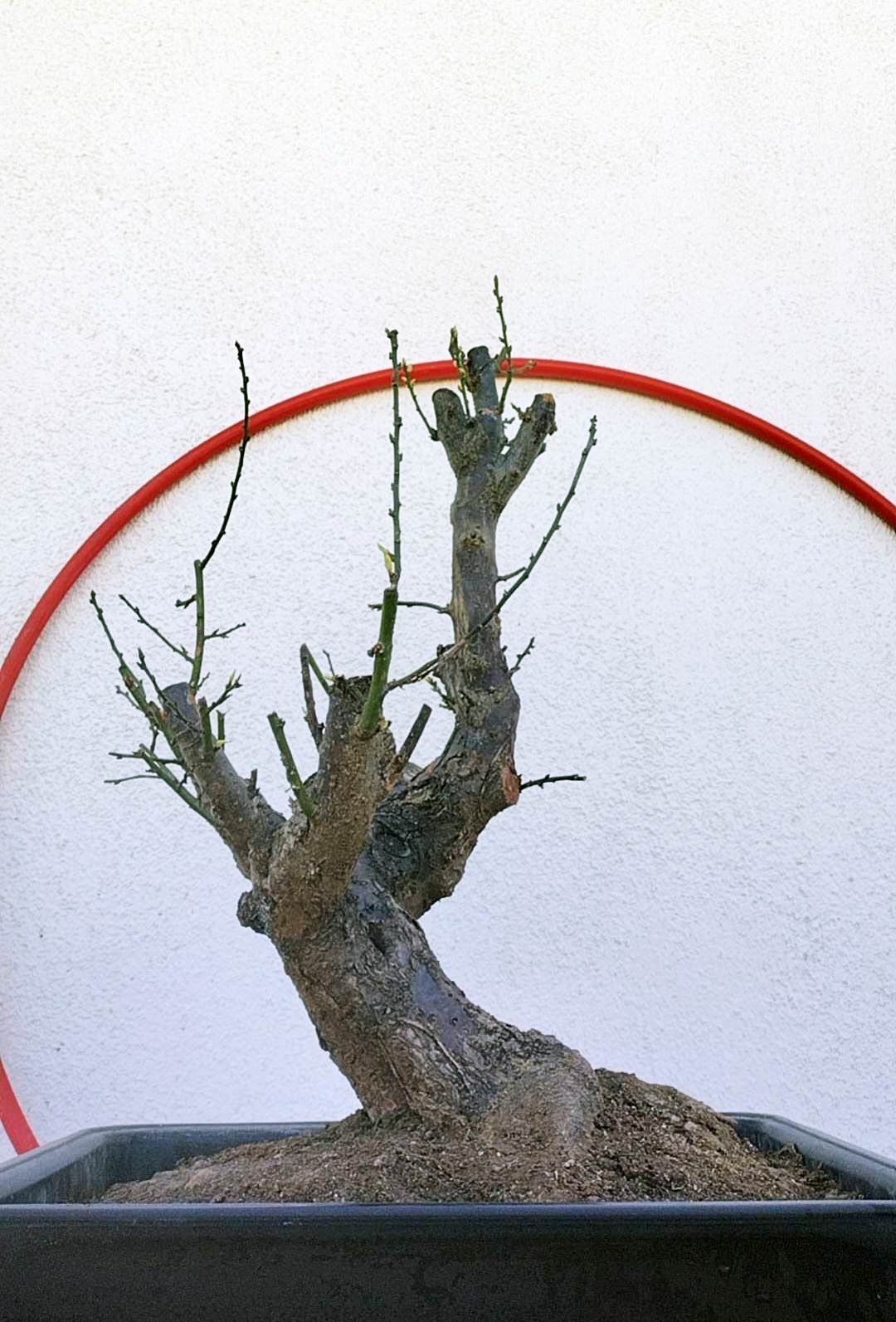 Rare JiangMei Japanese Apricot Bonsai (Prunus mume) – 18+ Year Old