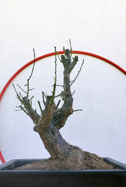 Rare JiangMei Japanese Apricot Bonsai (Prunus mume) – 18+ Year Old