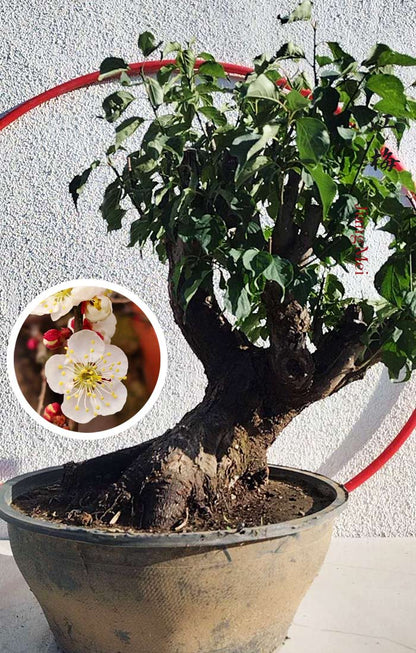 Rare JIangMei Japanese Apricot Bonsai (Prunus mume) – 30+ Year Old with pot