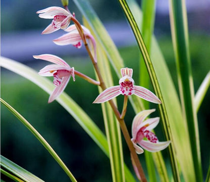 Cymbidium Orchids Ensifolium BaBaoQiZhen  Flowers Easy to Grow 八宝奇珍 建兰