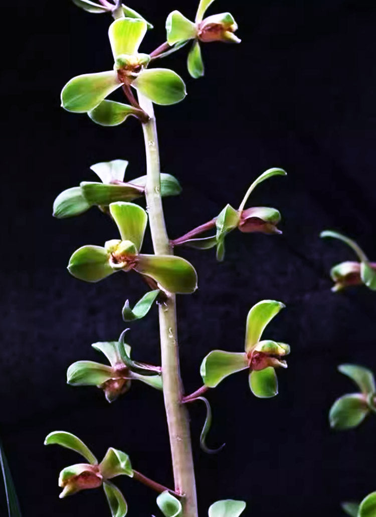 Per-sale Cymbidium Orchid Faberi 'ChengMei' Bare Root and Shipped no buds