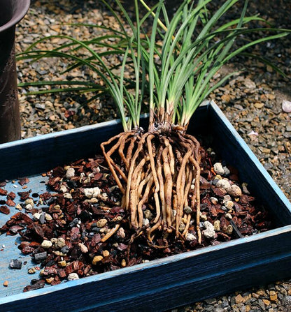 Common plant material for orchids -混合兰花植料  标准专业兰花土 至尊营养兰花土 1.5L/bag