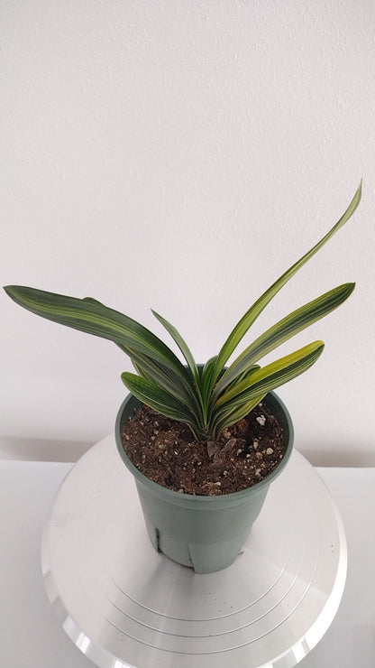 Variegated Clivia  君子兰 彩兰   金丝福伦2 Golden Silk Fulun 10 leaves with pot
