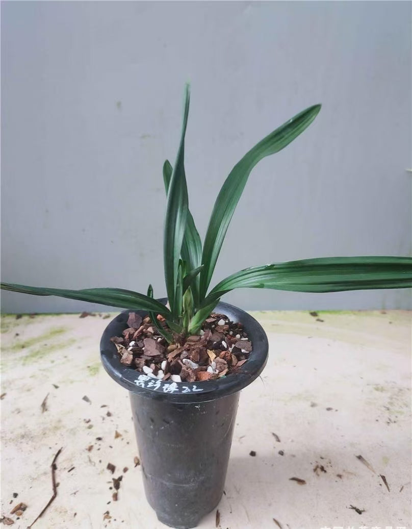 Live Orchid Plant 黑珍珠  Black Pearl Live Cymbidium Easy Care Orchids Air Purifying 国兰 墨兰