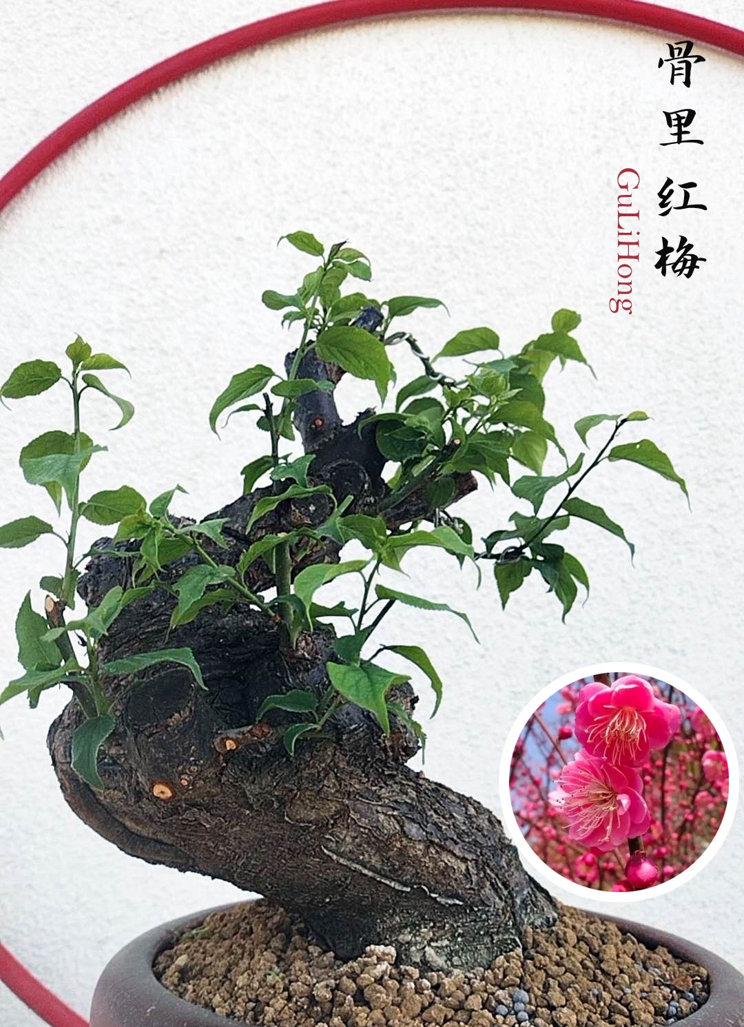 Rare Red Core Japanese Apricot Bonsai (Prunus mume) with pot – 20+ Year Old