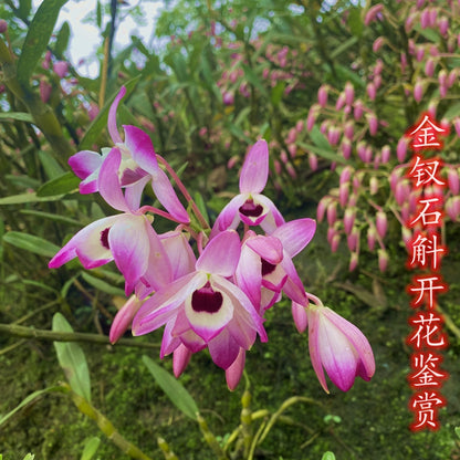 Den officinale 金钗石斛 Dendrobium nobile without flowers