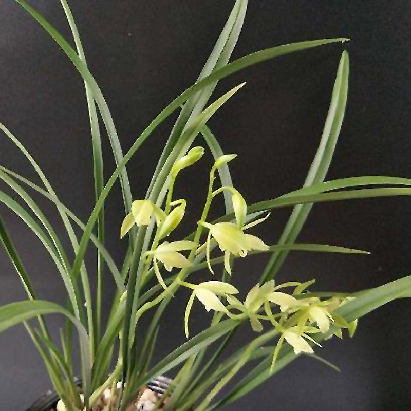 Cymbidium ensifolium-LongYanSu 龙岩素 easy care outdoor and indoor