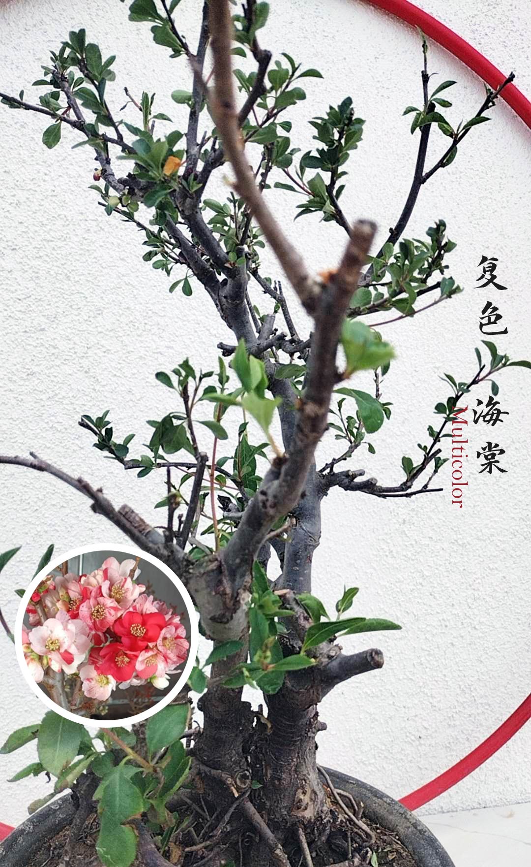 Rare Multi Color Flowering Crabapple Bonsai - Red Pink White Blooms - Japanese Flowering Quince with pot