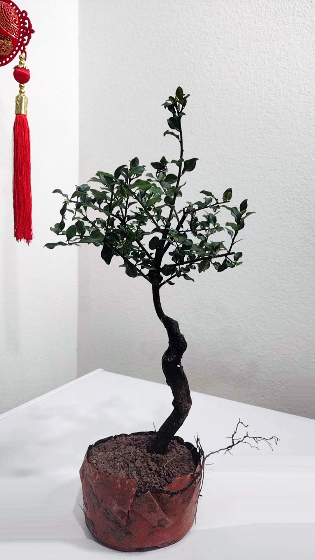 Jindanzi (Diospyros cathayensis) - Golden Fruit Olive 金弹子 bonsai 盆景桩 12inch tall