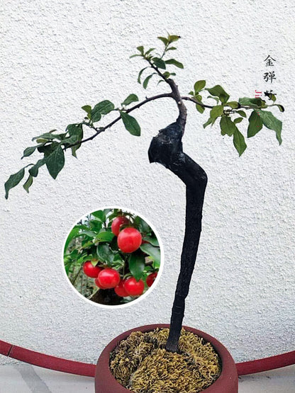 Bonsai Golden Persimmon 金弹子 文人 style evergreen bonsai with purple sand pot CYMUS Nurery