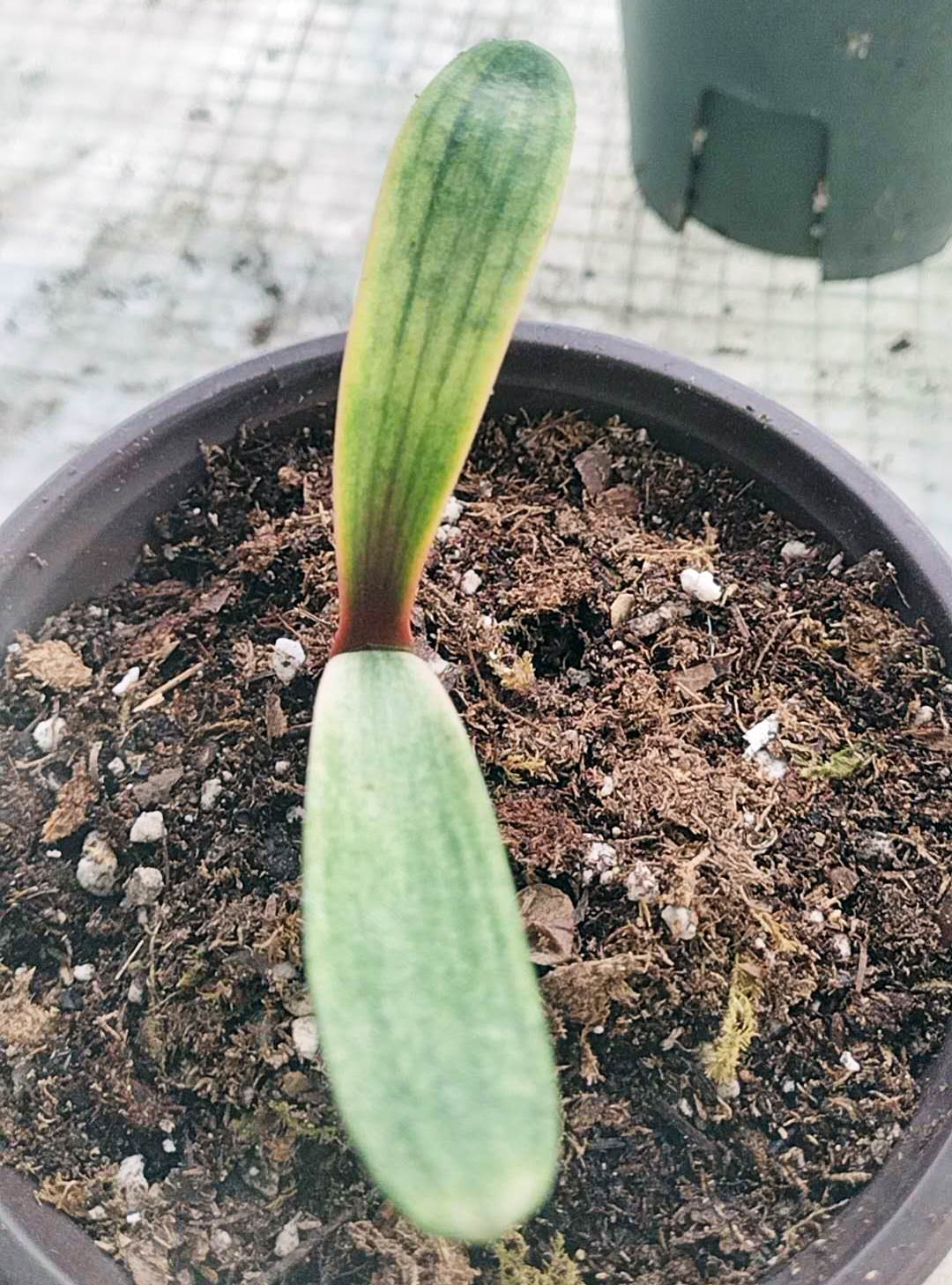 Blood Variegated Clivia miniata rare clivia 2 leaves