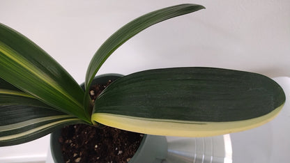 Variegated Clivia  君子兰 彩兰   五彩鸳鸯1 Multicolored Mandarin Duck with pot