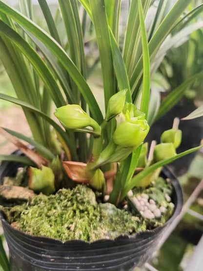 Cymbidium Orchid Plants 绿云牡丹-Green Cloud Peony Easy Care Orchids Air Purifying Live Houseplant Chinese  cymbidium Goeringii 春兰