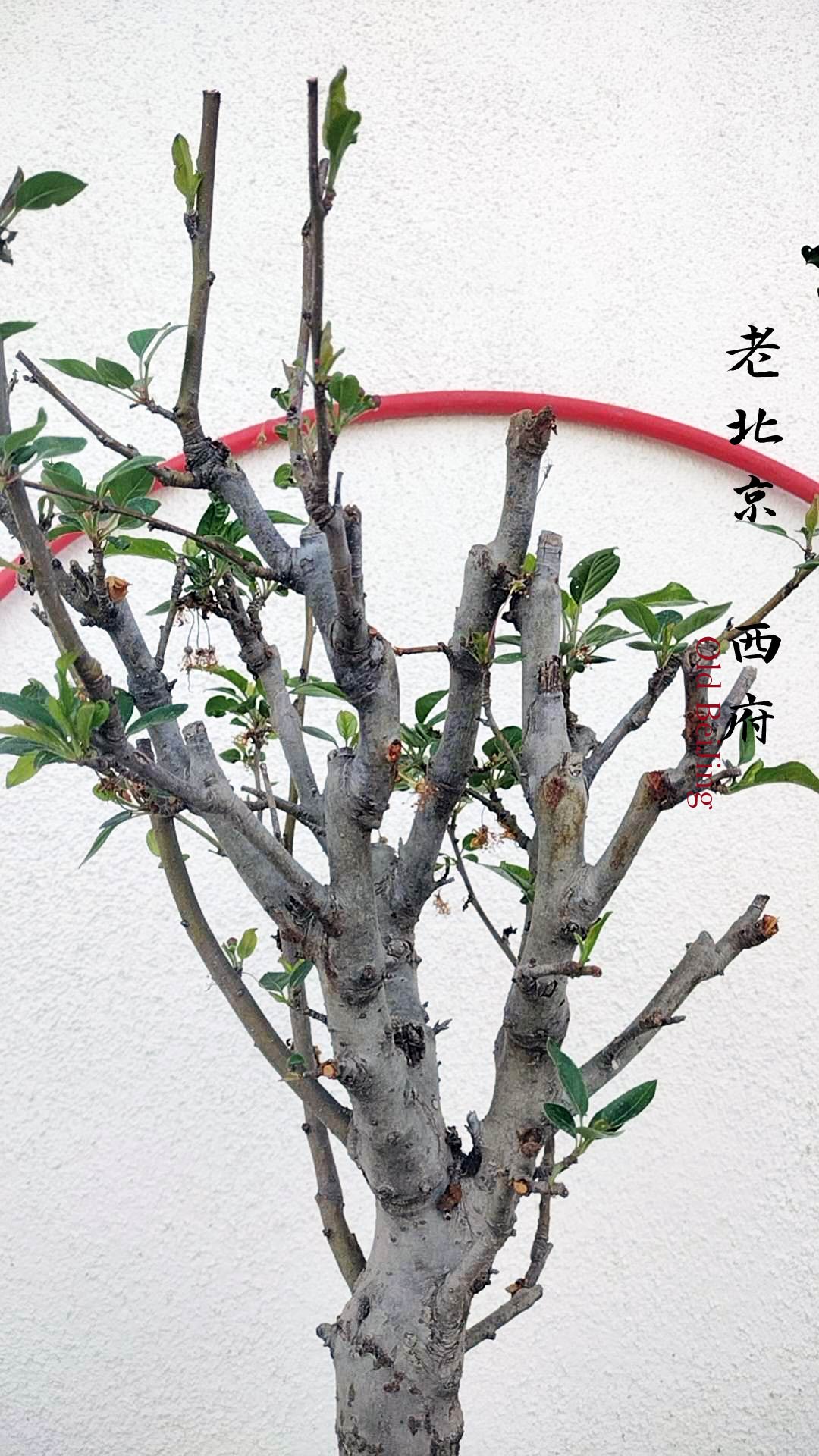 Lao BeijJing Flowering Quince