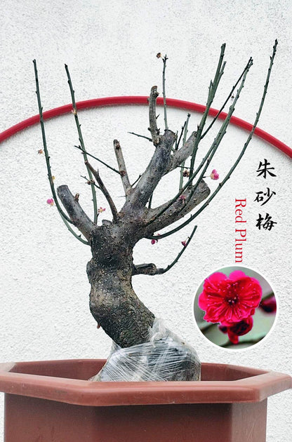 Rare Cinnabar Red Japanese Flowering Apricot (Prunus mume) – 15+ Year Old in Bud