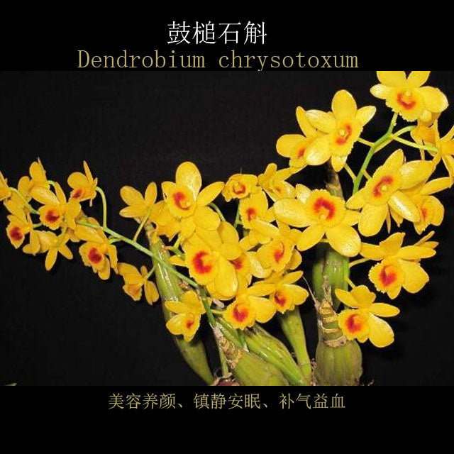 Dendrobium drumstick Without Flowers (Dendrobium drumstick 鼓槌石斛) with bonsai pot