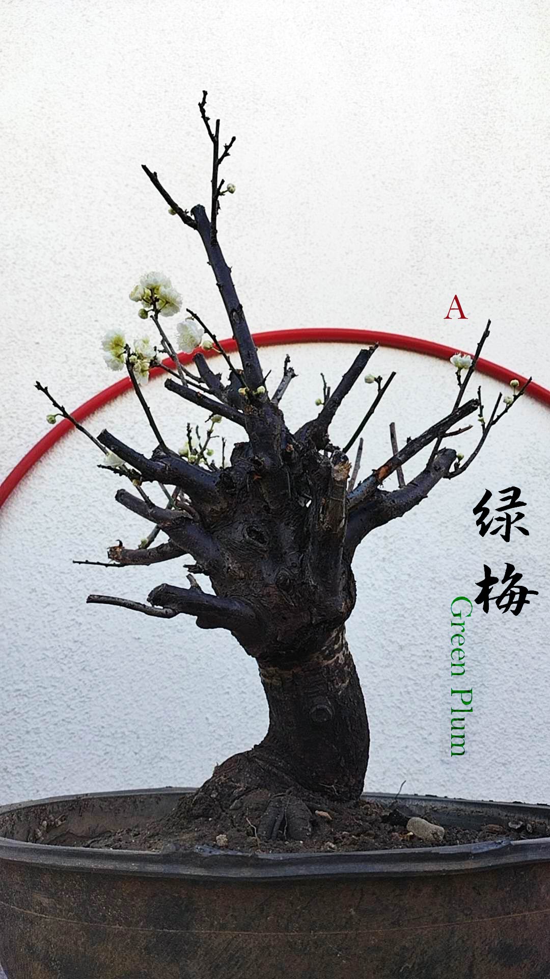 Rare Green Calyx Japanese Apricot Bonsai (Prunus mume) – 25+ Year Old with Flower Buds