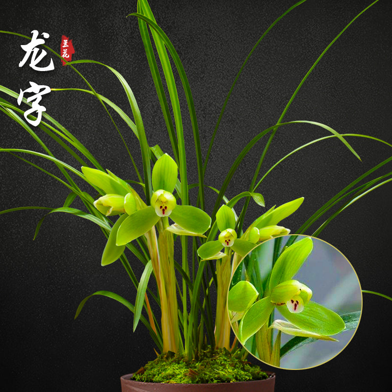 Cymbidium goeringii 'Long Zi' (龙字): The Celestial Jewel of Chinese Orchids