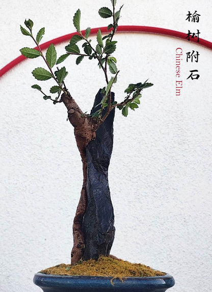 Chinese Elm Root-over-XinJiang Rock Bonsai – Beginner Friendly easy care shipping with pot
