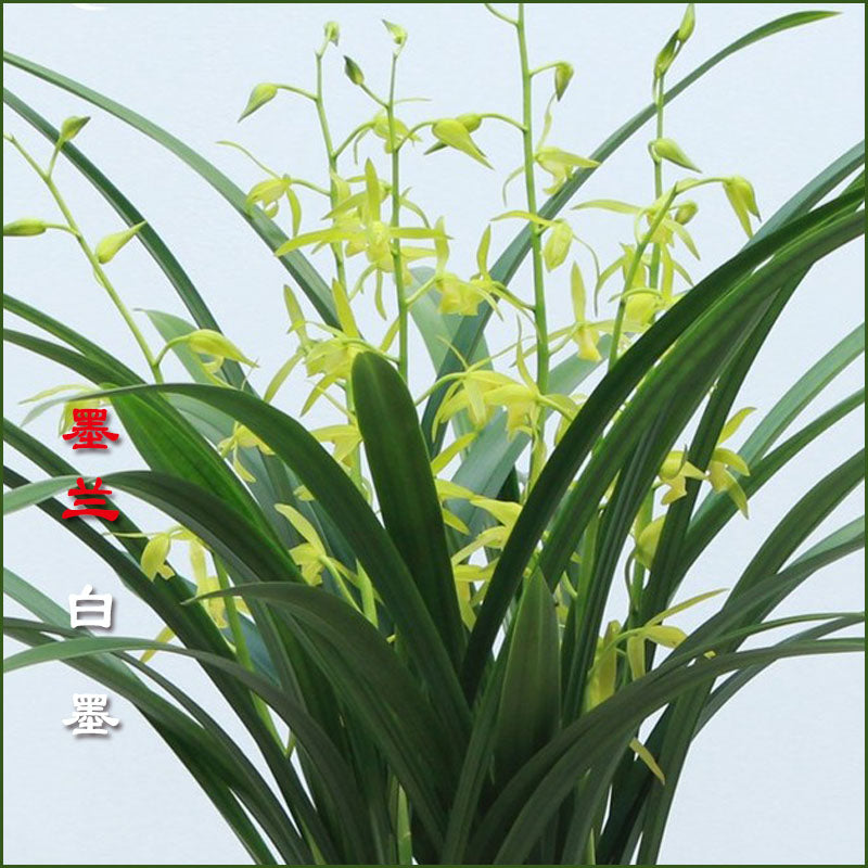 Live Orchid Plant Live Cymbidium sinense-Bai mo-白墨-Bare Root with Buds