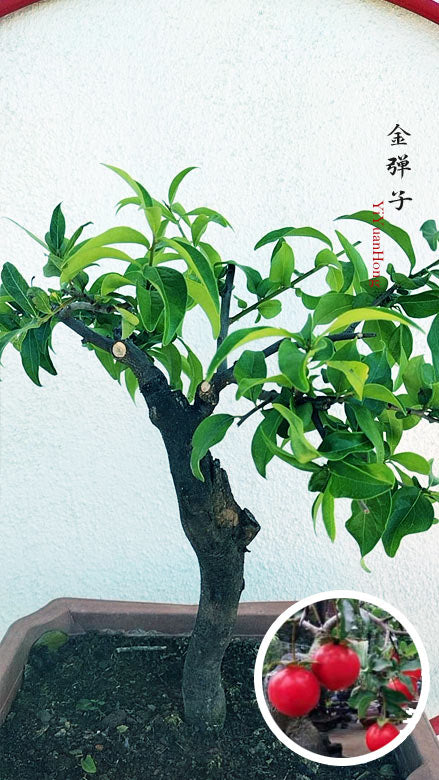 Diospyros armata 金弹子 逸源红 evergreen JinDanZi  stump bonsai with pot CYMUS Cymbidium Orchids Plum Blossom Bonsai Sale