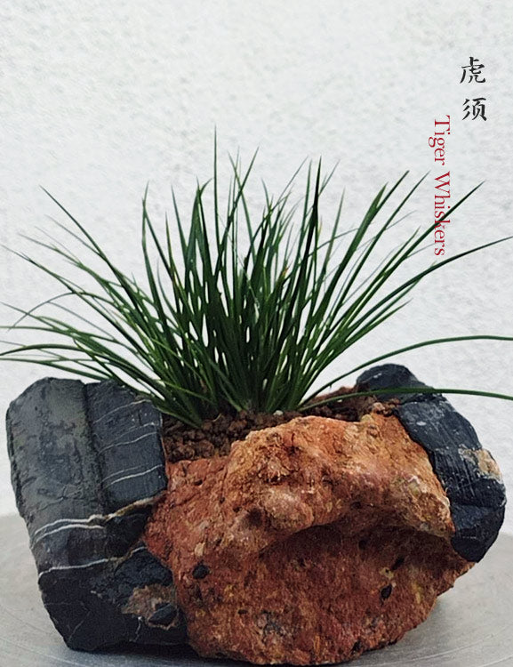 Tiger Whiskers Acorus Bonsai – Fragrant Foliage & Traditional Chinese Scholar’s Plant CYMUS Nursery