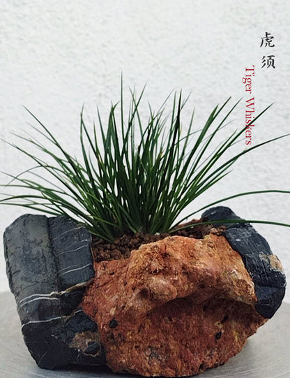 Tiger Whiskers Acorus Bonsai – Fragrant Foliage & Traditional Chinese Scholar’s Plant CYMUS Nursery