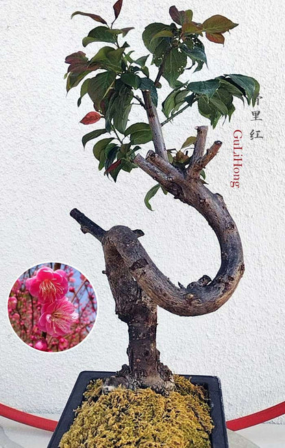Rare Red Core Japanese Apricot Bonsai (Prunus mume) with pot – 8+ Year Old