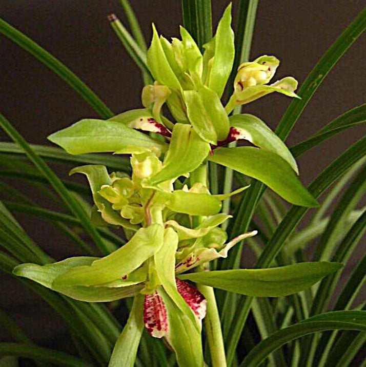 Live Cymbidium Goeringii 余蝴蝶 Orchids Perfect for Windowsills or Indoors-春兰