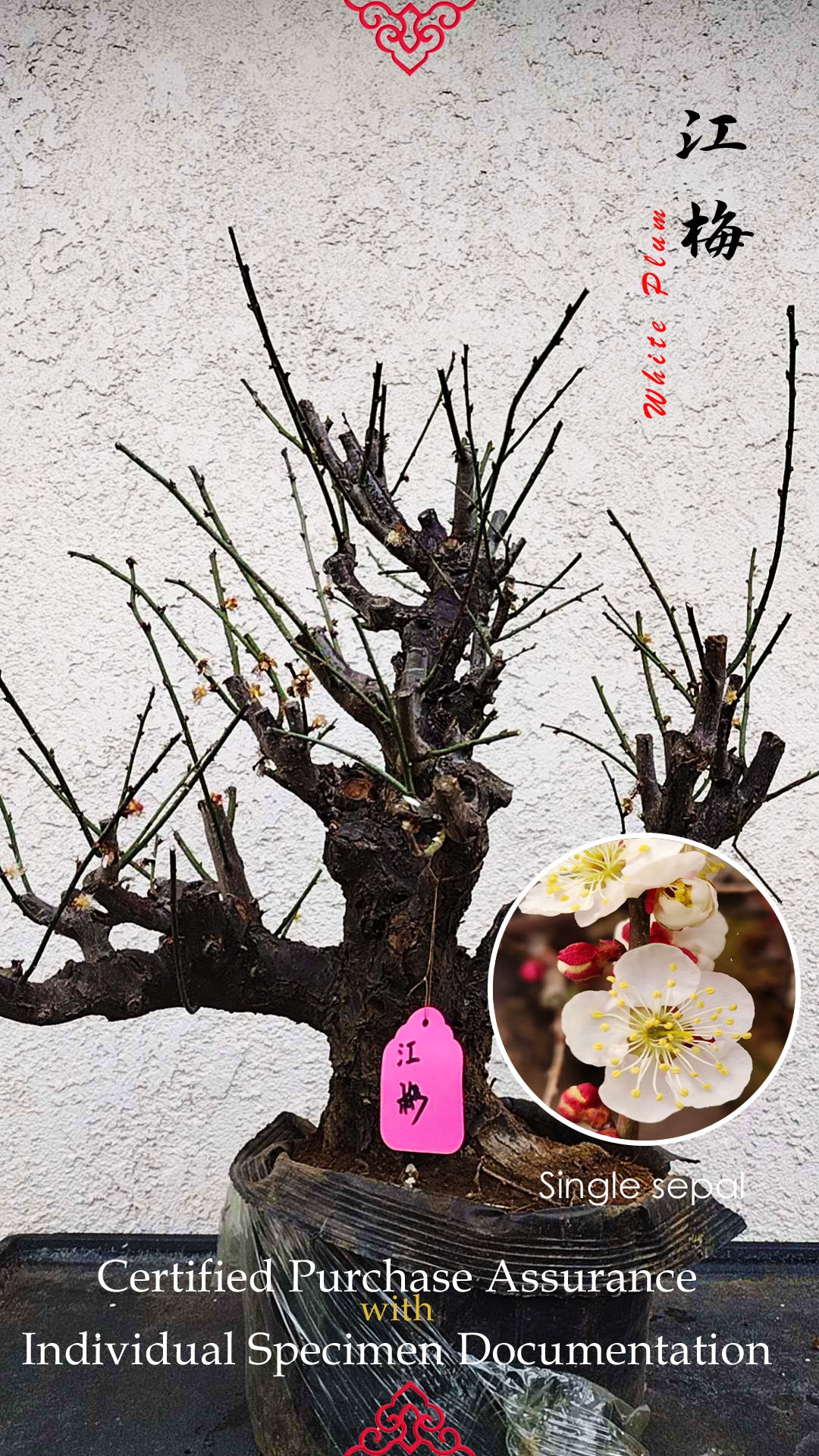 35+ years old Plum bonsai without buds  bare root live plant 红梅 粉梅 白梅 Red plum,Jiang plum, White plum