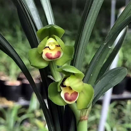 Chunlan Orchid “Yu Linglong” goeringii – Premium Lotus Petal Masterpiece with Buds