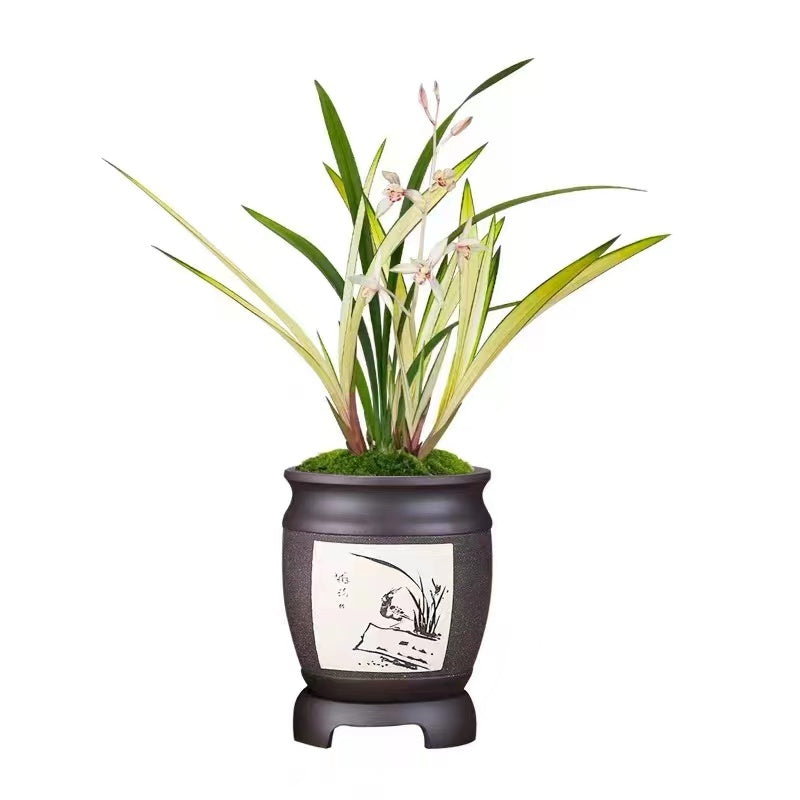 Cymbidium Ensifolium Rainbow Fairy Fragrant Flowers Easy to Grow, Buds