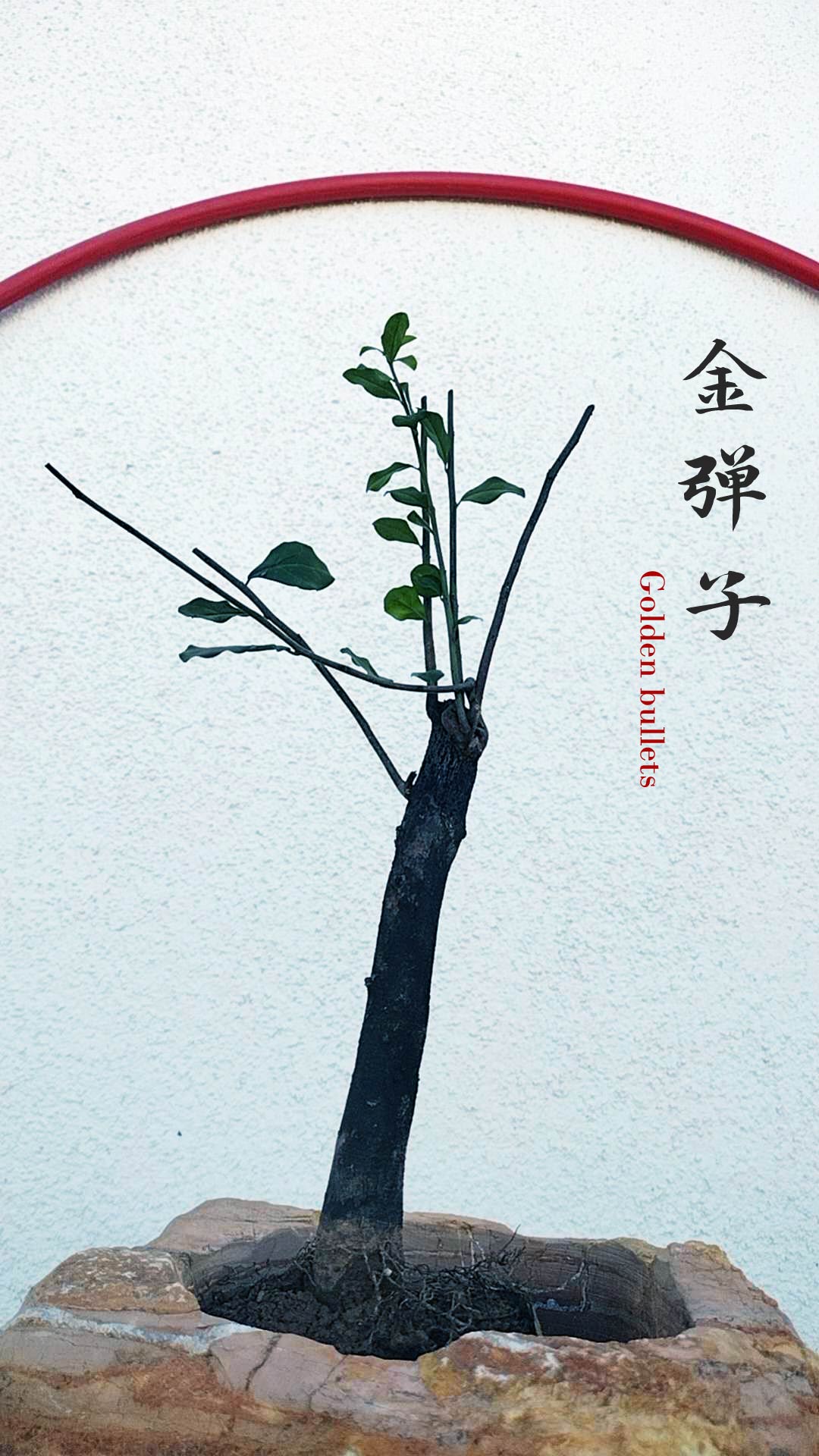 Female Diospyros armata J111 金弹子 evergreen JinDanZi  stump bonsai without pot