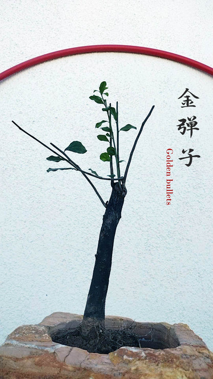 Female Diospyros armata J111 金弹子 evergreen JinDanZi  stump bonsai without pot