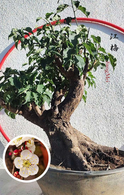 Rare JIangMei Japanese Apricot Bonsai (Prunus mume) – 30+ Year Old with pot