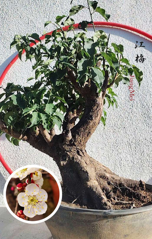 Rare JIangMei Japanese Apricot Bonsai (Prunus mume) – 30+ Year Old with pot