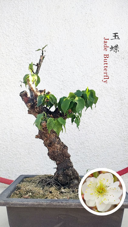 Rare Jade Butterfly Japanese Apricot Bonsai (Prunus mume) – 5+ Year Old CYMUS Orchids Sale