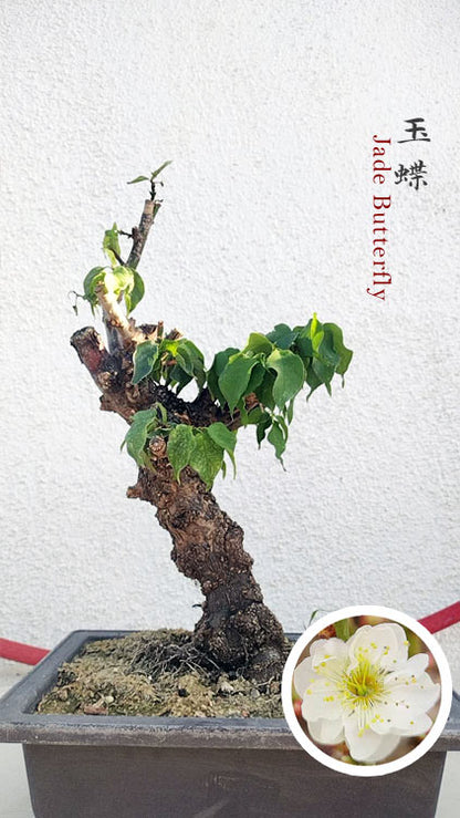 Rare Jade Butterfly Japanese Apricot Bonsai (Prunus mume) – 5+ Year Old CYMUS Orchids Sale