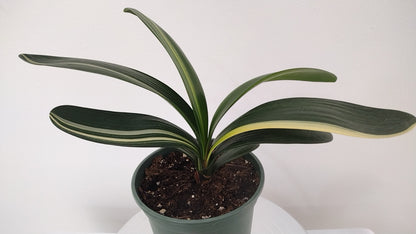 Variegated Clivia  君子兰 彩兰   五彩鸳鸯1 Multicolored Mandarin Duck with pot