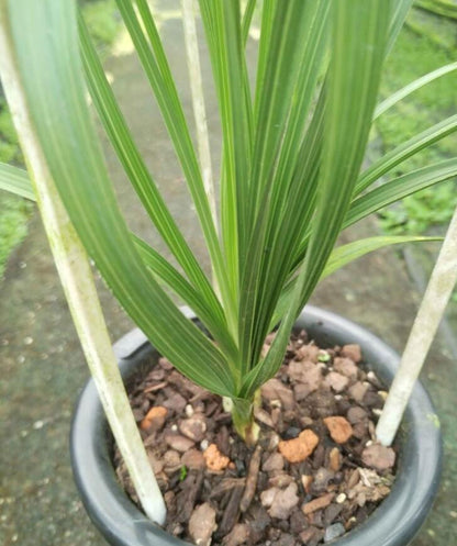 Per-sale Cymbidium Orchid Faberi 'ChengMei' Bare Root and Shipped no buds