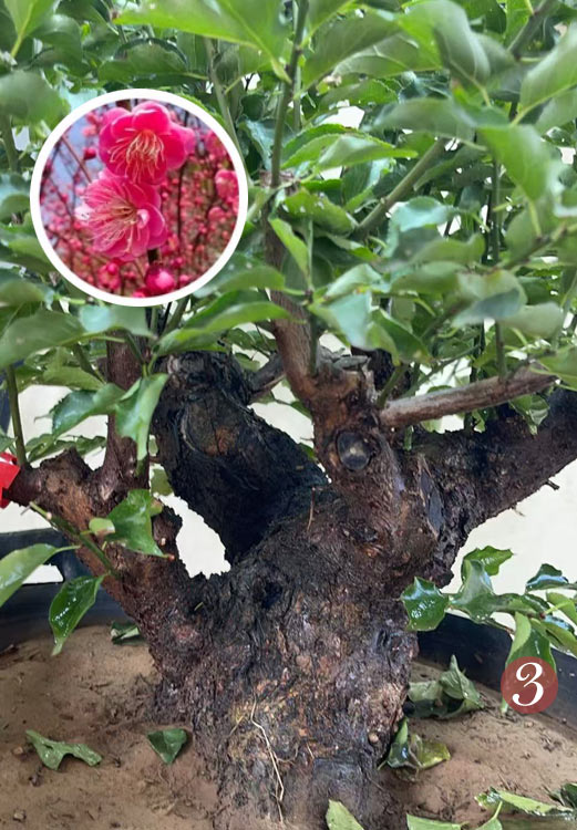 Pre-Sale Rare Flowering Plum Tree (Prunus mume) – 20+ Year Old Gulihong Bonsai Specimen CYMUS Nursery