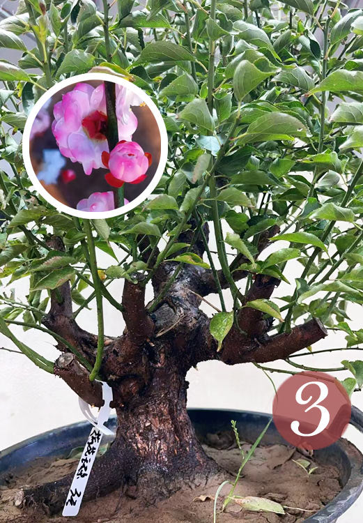 Pre-Sale Rare Hehua Yudie Japanese Apricot Bonsai (Prunus mume) – Pink & White Double Flowers CYMUS Cymbidium Orchids Plum Blossom Bonsai Sale