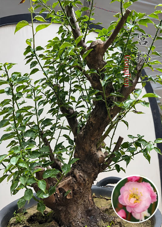 Pre-Sale Flowering Plum Bonsai, Rare GongFenMei Chinese Sweet Plum (Prunus mume) – 25+ Year Old Specimen CYMUS Nursery