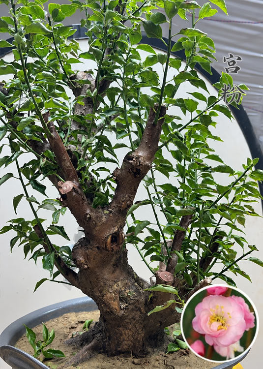 Pre-Sale Flowering Plum Bonsai, Rare GongFenMei Chinese Sweet Plum (Prunus mume) – 25+ Year Old Specimen CYMUS Nursery