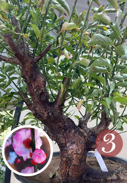 Pre-Sale Rare Hehua Yudie Japanese Apricot Bonsai (Prunus mume) – Pink & White Double Flowers CYMUS Cymbidium Orchids Plum Blossom Bonsai Sale