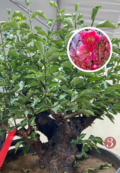 Pre-Sale Rare Flowering Plum Tree (Prunus mume) – 20+ Year Old Gulihong Bonsai Specimen CYMUS Nursery