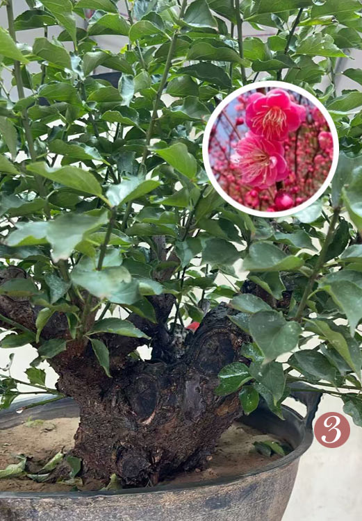 Pre-Sale Rare Flowering Plum Tree (Prunus mume) – 20+ Year Old Gulihong Bonsai Specimen CYMUS Nursery