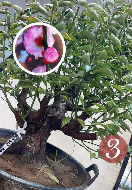 Pre-Sale Rare Hehua Yudie Japanese Apricot Bonsai (Prunus mume) – Pink & White Double Flowers CYMUS Cymbidium Orchids Plum Blossom Bonsai Sale